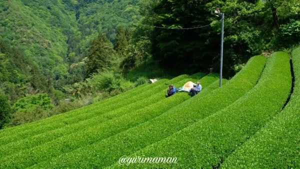 大西茶園の新宮茶の茶畑1