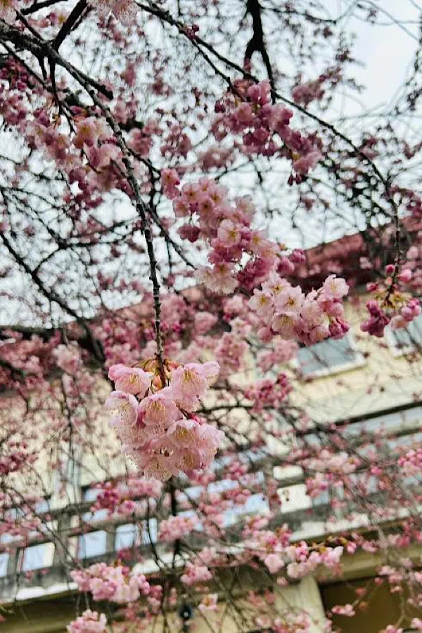 大洲市民会館の椿寒桜の開花状況（2025年3月12日現在）