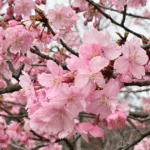 大角海浜公園の河津桜（2026年）今治市のスポット_サムネイル画像