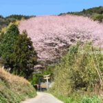 西条市の熊野神社の陽春桜がドーム状に咲く様子