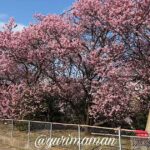 西条市丹原町・宮田鉄工の椿寒桜｜サムネイル画像