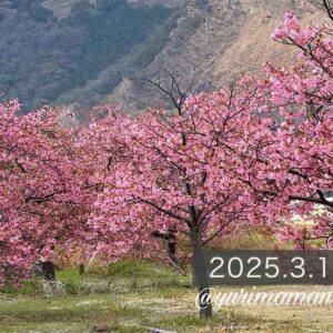 関川河川敷ふるさと広場_河津桜スポット_サムネイル画像