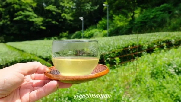 新宮茶_茶畑を背景に