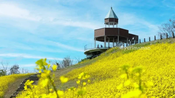 翠波高原の菜の花畑_四国中央市のスポット