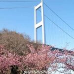 サンライズ糸山河津桜2026サムネイル画像