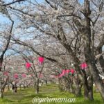 東温市 茶堂公園の桜｜重信川沿いに続くソメイヨシノの桜並木
