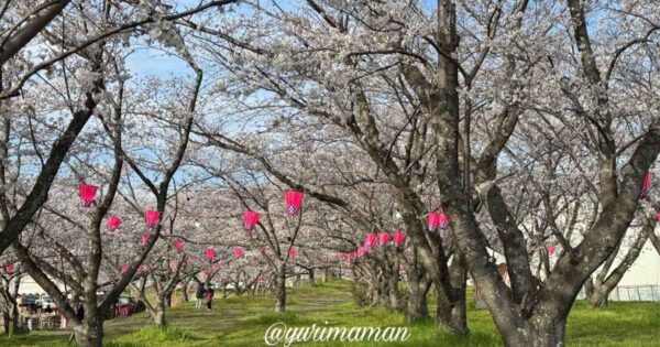 東温市 茶堂公園の桜|重信川沿いに続くソメイヨシノの桜並木 - ゆりママんブログ 東温市 茶堂公園の桜|重信川沿いに続くソメイヨシノの桜並木