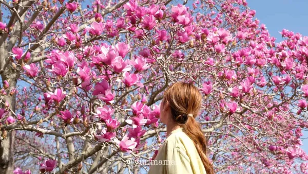 愛媛県東温市「森の交流センター」のモクレンが見頃を迎えた様子3