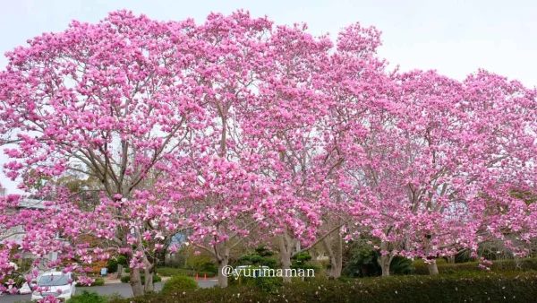 愛媛県東温市「森の交流センター」のモクレンが見頃を迎えた様子2