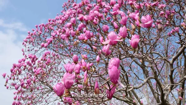 愛媛県東温市「森の交流センター」のモクレンが見頃を迎えた様子1