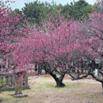 綱敷天満神社_今治市の梅の花の名所_サムネイル画像