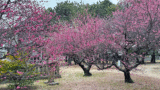 綱敷天満神社_今治市の梅の花の名所_サムネイル画像
