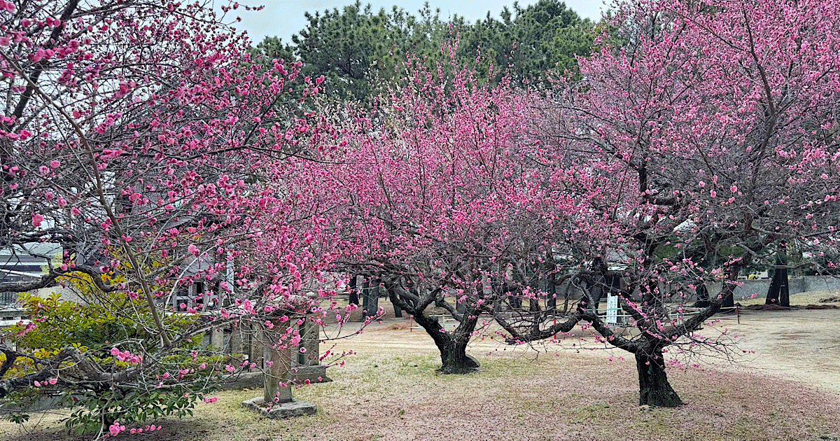 綱敷天満神社_今治市の梅の花の名所_サムネイル画像