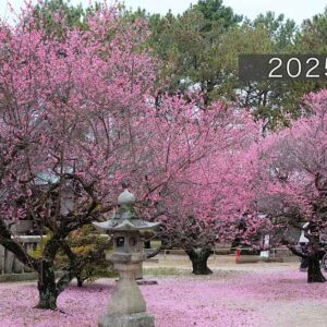 綱敷天満神社_今治市の梅の花の名所_サムネイル画像