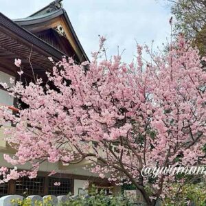 椿神社の椿寒桜が見頃_サムネイル画像