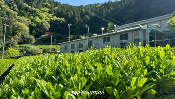 脇製茶場の工場の前に広がる茶畑