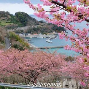 八幡浜市喜木津・磯津地区の河津桜が満開！サムネイル画像