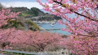 八幡浜市喜木津・磯津地区の河津桜が満開！サムネイル画像