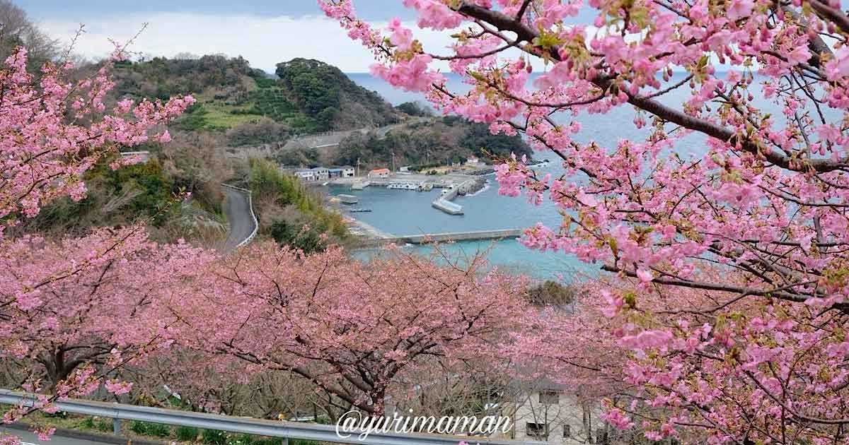 八幡浜市喜木津・磯津地区の河津桜が満開！サムネイル画像