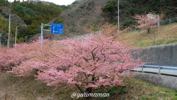 八幡浜市喜木津地区の河津桜が満開！トンネルを抜けると広がるピンクの桜並木3