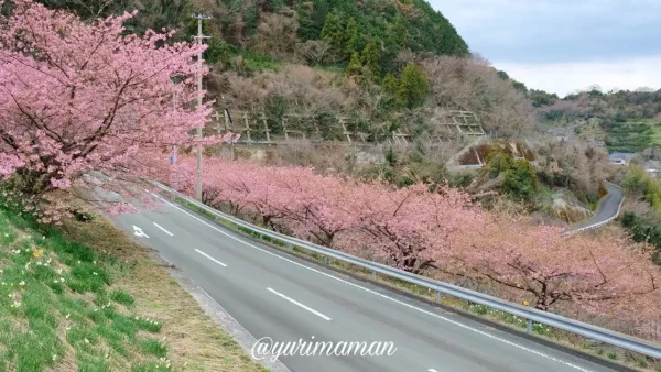 八幡浜市喜木津地区の河津桜が満開！トンネルを抜けると広がるピンクの桜並木2