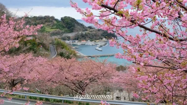 八幡浜・喜木津地区の海を背景に満開を迎えた河津桜、絶景ポイント