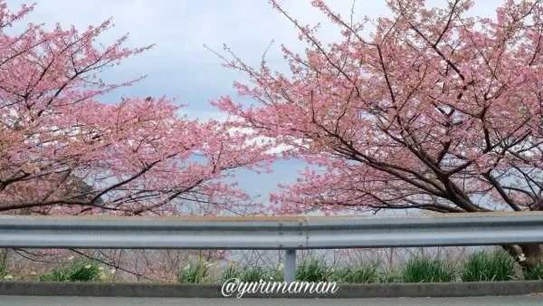 喜木津地区の桜並木と道路、春の絶景ドライブスポット