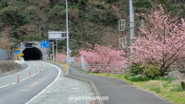 八幡浜市喜木津地区の河津桜が満開！トンネルを抜けると広がるピンクの桜並木1