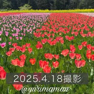 フラワーパークおおずのチューリップとネモフィラ（2025年）サムネイル画像