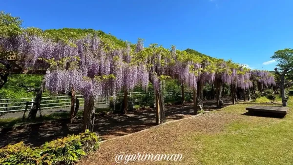 今治市・大三島藤公園の藤棚、見頃を迎えたふじの花のトンネル(2025年4月)3 - ゆりママんブログ 今治市・大三島藤公園の藤棚、見頃を迎えたふじの花のトンネル(2025年4月)3