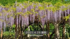 今治市大三島藤公園の藤棚_サムネイル画像