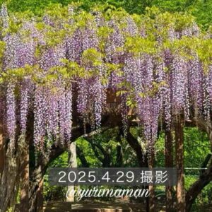 今治市大三島藤公園の藤棚_サムネイル画像