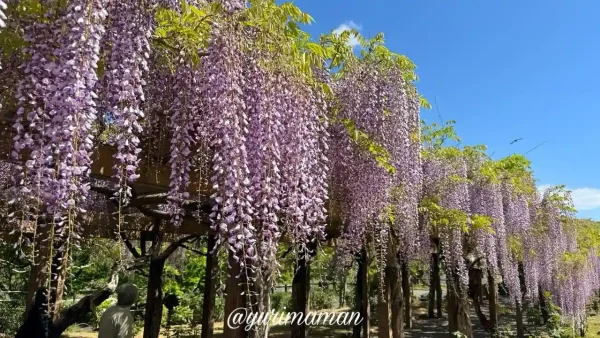 今治市・大三島藤公園の藤棚、見頃を迎えたふじの花のトンネル(2025年4月) - ゆりママんブログ 今治市・大三島藤公園の藤棚、見頃を迎えたふじの花のトンネル(2025年4月)1