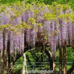 大三島藤公園の藤棚が見頃のようす（今治市）