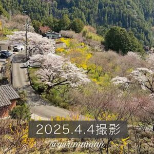 2025年4月上旬の久万高原「花桃の里」サムネイル画像