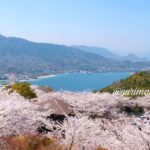 今治市伯方島・開山公園の桜と瀬戸内海の景色（2026年）