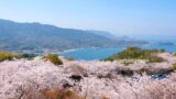 今治市伯方島・開山公園の桜と瀬戸内海の景色（2026年）