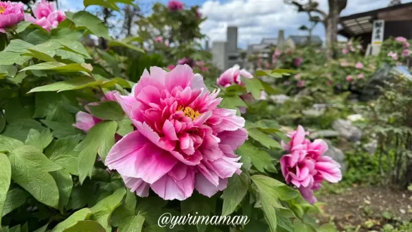法安寺の本堂前に咲くピンクの牡丹の花（西条市）2