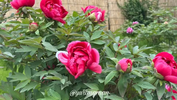 咲き始めの真っ赤な牡丹の花（愛媛県西条市・法安寺）