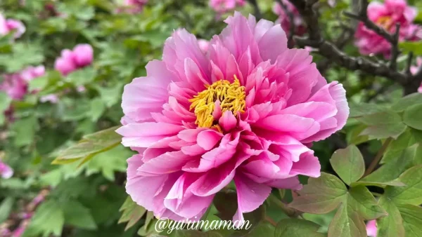 法安寺の本堂前に咲くピンクの牡丹の花（西条市）3