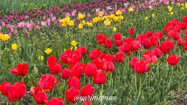 法安寺近くのチューリップ畑・カラフルに咲く春の花々（西条市）