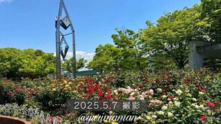 伊予三島運動公園のバラ2025年_サムネイル画像 - ゆりママんブログ 伊予三島運動公園のバラ2025年_サムネイル画像