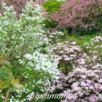 大洲市丸山公園しゃくなげ谷の見頃の様子 2026年春