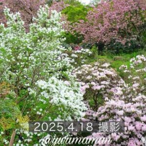 丸山公園しゃくなげ谷2025_サムネイル画像