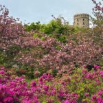 松山総合公園で見頃を迎えた八重桜とツツジの共演