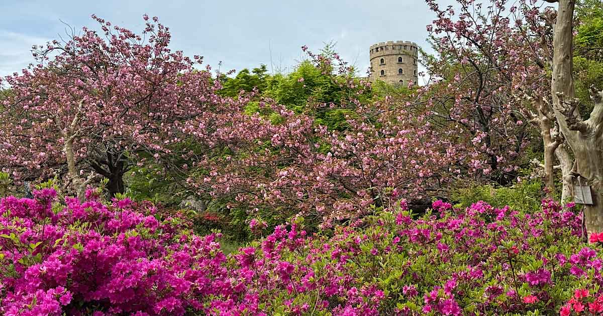 松山総合公園で見頃を迎えた八重桜とツツジの共演