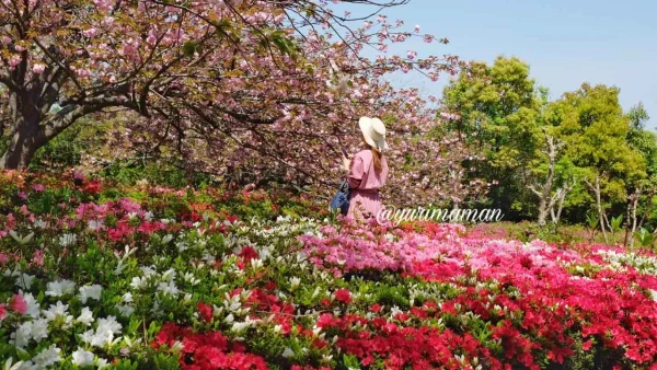松山総合公園で見頃を迎えた八重桜とツツジの共演とモデル