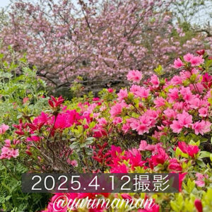 松山総合公園で見頃を迎えた八重桜とツツジの共演_サムネイル画像