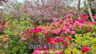 松山総合公園で見頃を迎えた八重桜とツツジの共演_サムネイル画像 - ゆりママんブログ 松山総合公園で見頃を迎えた八重桜とツツジの共演_サムネイル画像