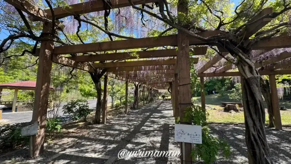今治市・大三島藤公園の藤棚、見頃を迎えたふじの花のトンネル(2025年4月)2 - ゆりママんブログ 今治市・大三島藤公園の藤棚、見頃を迎えたふじの花のトンネル(2025年4月)2